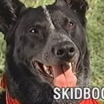Meet SKIDBOOT- Man’s Best Friend